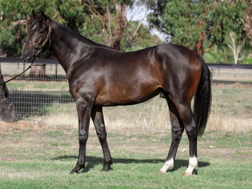 Almanzor X Trickle 2020 Colt